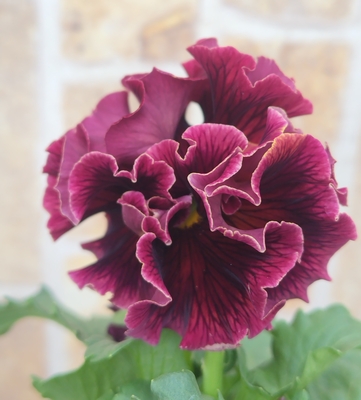 某番組企画の新品種入り　サトウ園芸3点セットD(ユニヴェール・ウェディングドレス・プチトリアノン)