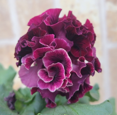 某番組企画の新品種入り　サトウ園芸3点セットE(ユニヴェール・ウェディングドレス・プチトリアノン)