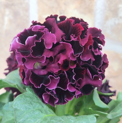 某番組企画の新品種入り　サトウ園芸2点セットB(ユニヴェール・ウェディングドレス)