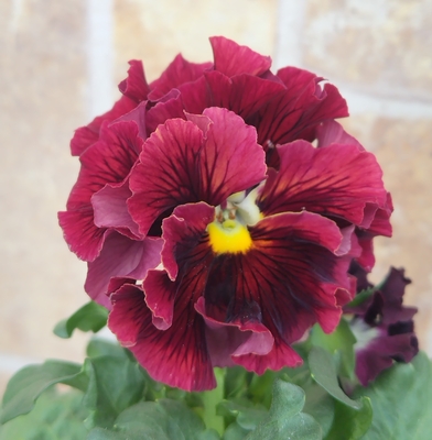 某番組企画の新品種入り　サトウ園芸2点セットC(ユニヴェール・ウェディングドレス)