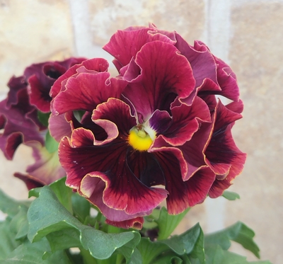 某番組企画の新品種入り　サトウ園芸2点セットD(ユニヴェール・ウェディングドレス)