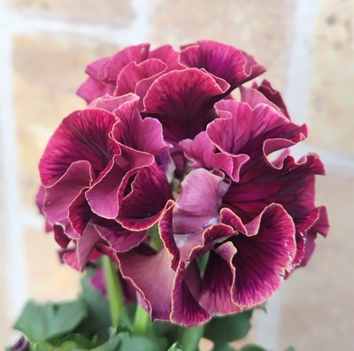 某番組企画の新品種入り　サトウ園芸2点セットE(ユニヴェール・ウェディングドレス)