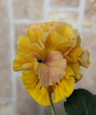 北島さんの傑作ドレープ・シエナ3点セットA