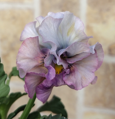 北島さんの傑作ドレープ・シエナ3点セットB