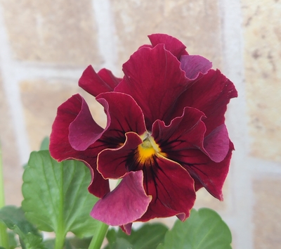 北島さんの傑作ドレープ・シエナ3点セットC