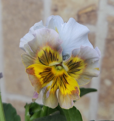 北島さんの傑作ドレープ・シエナ3点セットD