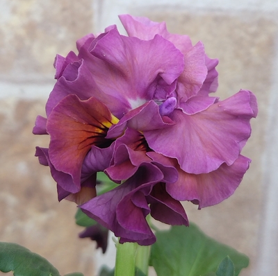 北島さんの傑作ドレープ・シエナ3点セットE