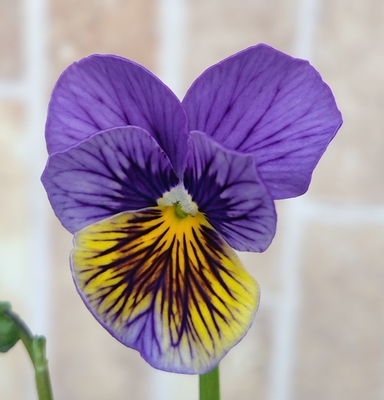 育種ビオラ　流星　【3株セット】A