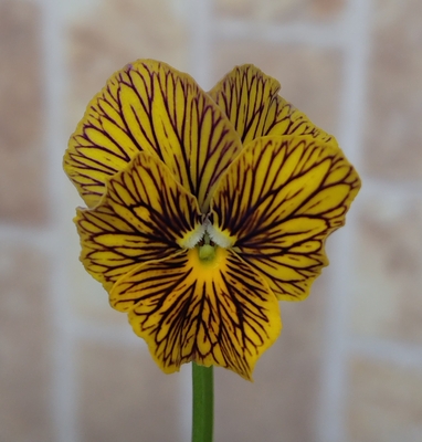 育種ビオラ　流星　【3株セット】B