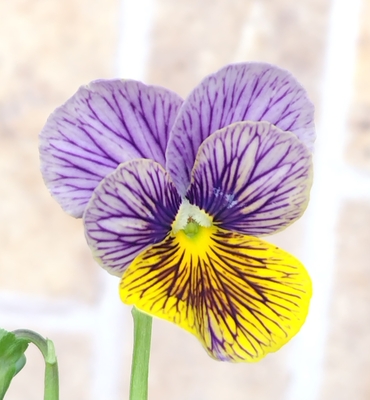 育種ビオラ　流星　【3株セット】C