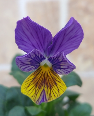 育種ビオラ　流星　【2株セット】A