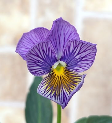 育種ビオラ　流星　【2株セット】B