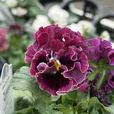 某番組企画の新品種入り　サトウ園芸2点セットF(ユニヴェール・ウェディングドレス)