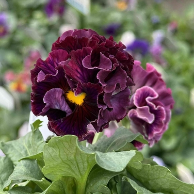 某番組企画の新品種入り　サトウ園芸2点セットG(ユニヴェール・ウェディングドレス)