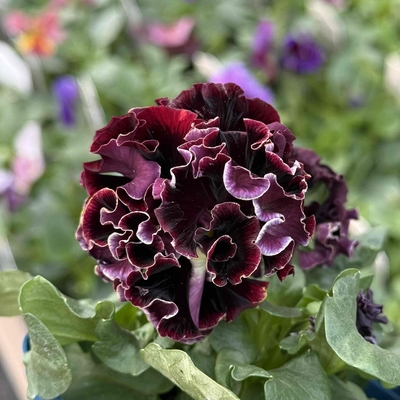 某番組企画の新品種入り　サトウ園芸2点セットH(ユニヴェール・ウェディングドレス)