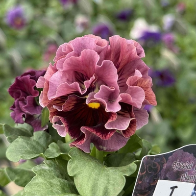 某番組企画の新品種入り　サトウ園芸2点セットI(ユニヴェール・ウェディングドレス)