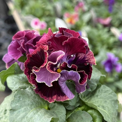 某番組企画の新品種入り　サトウ園芸2点セットJ(ユニヴェール・ウェディングドレス)