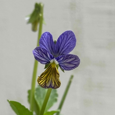 育種ビオラ　みつばちの羽音　【3株セット】A