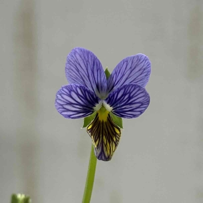 育種ビオラ　みつばちの羽音　【3株セット】C