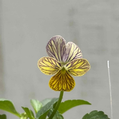 育種ビオラ　みつばちの羽音　【3株セット】D