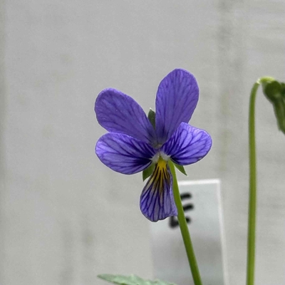 育種ビオラ　みつばちの羽音　【3株セット】E