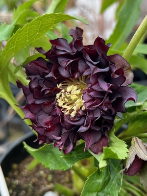 ダーク多弁内カール【Hi11】　