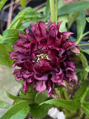 レッドクレオパトラ系【Hi12】　