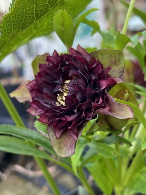 ダークレッドクレオパトラ系【Hi13】　