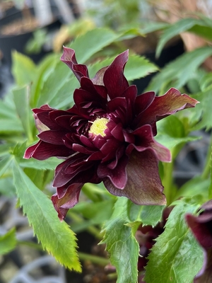 艶ダークレッドクレオパトラ【Hi14】　