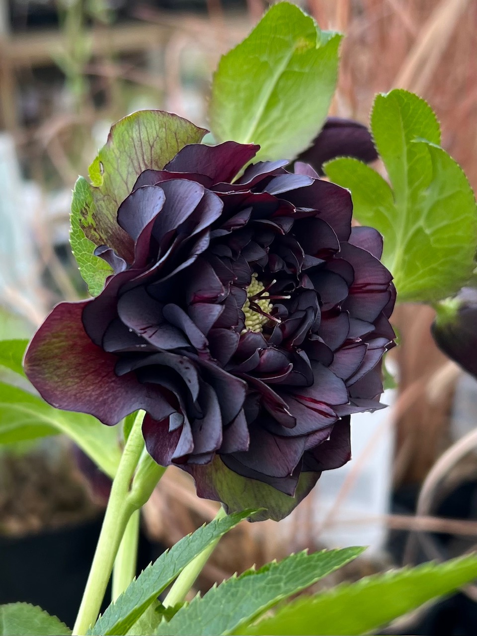 ダーククレオパトラ系【Hi15】 | グリーンホビー