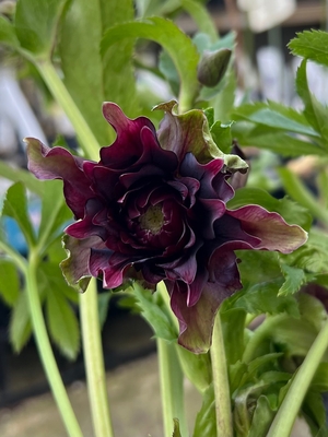 艶ダークレッドクレオパトラ【Hi17】