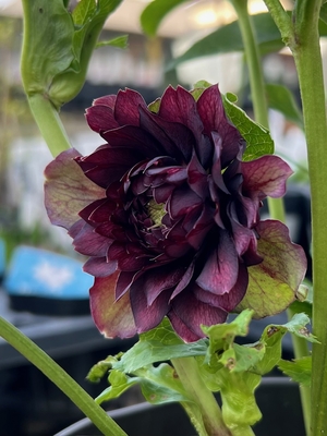 艶系ダークレッドクレオパトラ【Hi18】