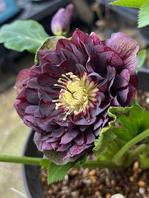 スモーキーダークレッド多弁【Hi19】