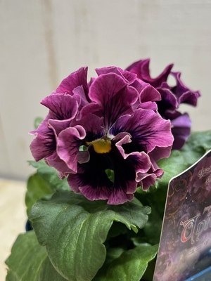 某番組企画の新品種入り　サトウ園芸2点セットC(ユニヴェール・プチトリアノン)