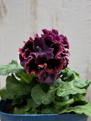 某番組企画の新品種入り　サトウ園芸2点セットD(ユニヴェール・プチトリアノン)