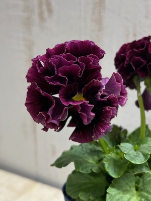 某番組企画の新品種入り　サトウ園芸2点セットE(ユニヴェール・プチトリアノン)