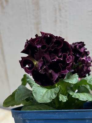 某番組企画の新品種入り　サトウ園芸2点セットG(ユニヴェール・プチトリアノン)