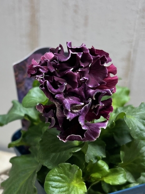 某番組企画の新品種入り　サトウ園芸2点セットH(ユニヴェール・プチトリアノン)