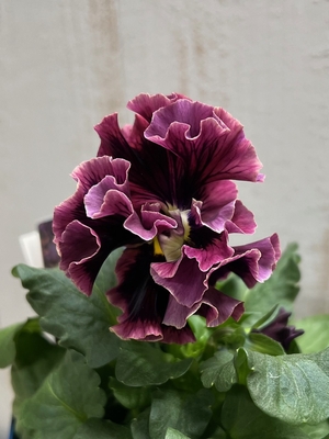 某番組企画の新品種入り　サトウ園芸2点セットI(ユニヴェール・プチトリアノン)