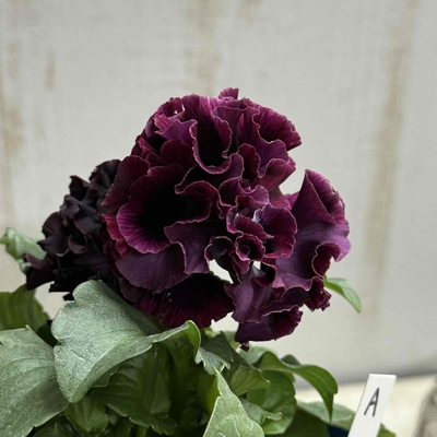 某番組企画の新品種入り　サトウ園芸2点セットA(ユニヴェール・ウェディングドレス)