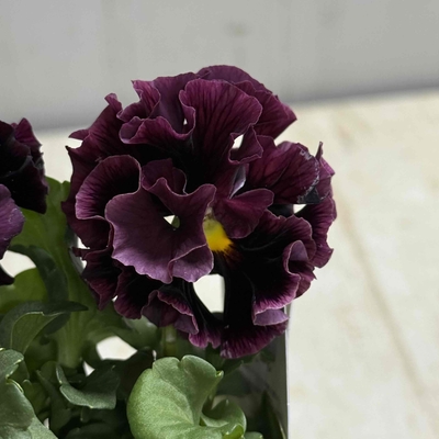 某番組企画の新品種入り　サトウ園芸2点セットB(ユニヴェール・ウェディングドレス)