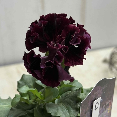 某番組企画の新品種入り　サトウ園芸2点セットC(ユニヴェール・ウェディングドレス)