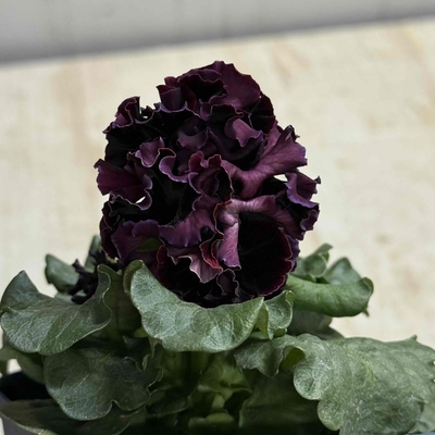 某番組企画の新品種入り　サトウ園芸2点セットD(ユニヴェール・ウェディングドレス)