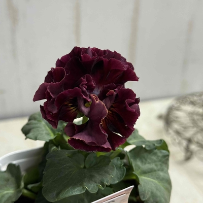 サトウ園芸2点セットA(アントワネット・ウェディングドレス)