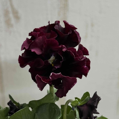 サトウ園芸2点セットB(アントワネット・ウェディングドレス)