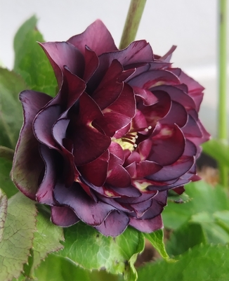 ダークレッドクレオパトラ系【Hi16】　