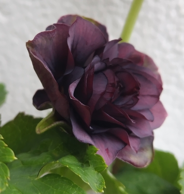 ダーク房咲き多弁【Hi20】　