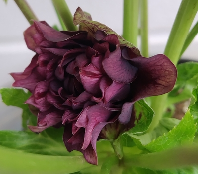 クリスマスローズ | グリーンホビー