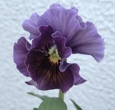 育種ビオラ 今年人気アソート5株セットA【フェデネージュボンソワレ・ビオレアンジュフルール・ウエディングドレス・万葉菫・パピヨンワールド】