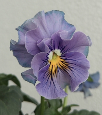 育種ビオラ 今年人気アソート5株セットC【フェデネージュボンソワレ・ビオレアンジュフルール・ウエディングドレス・万葉菫・パピヨンワールド】】